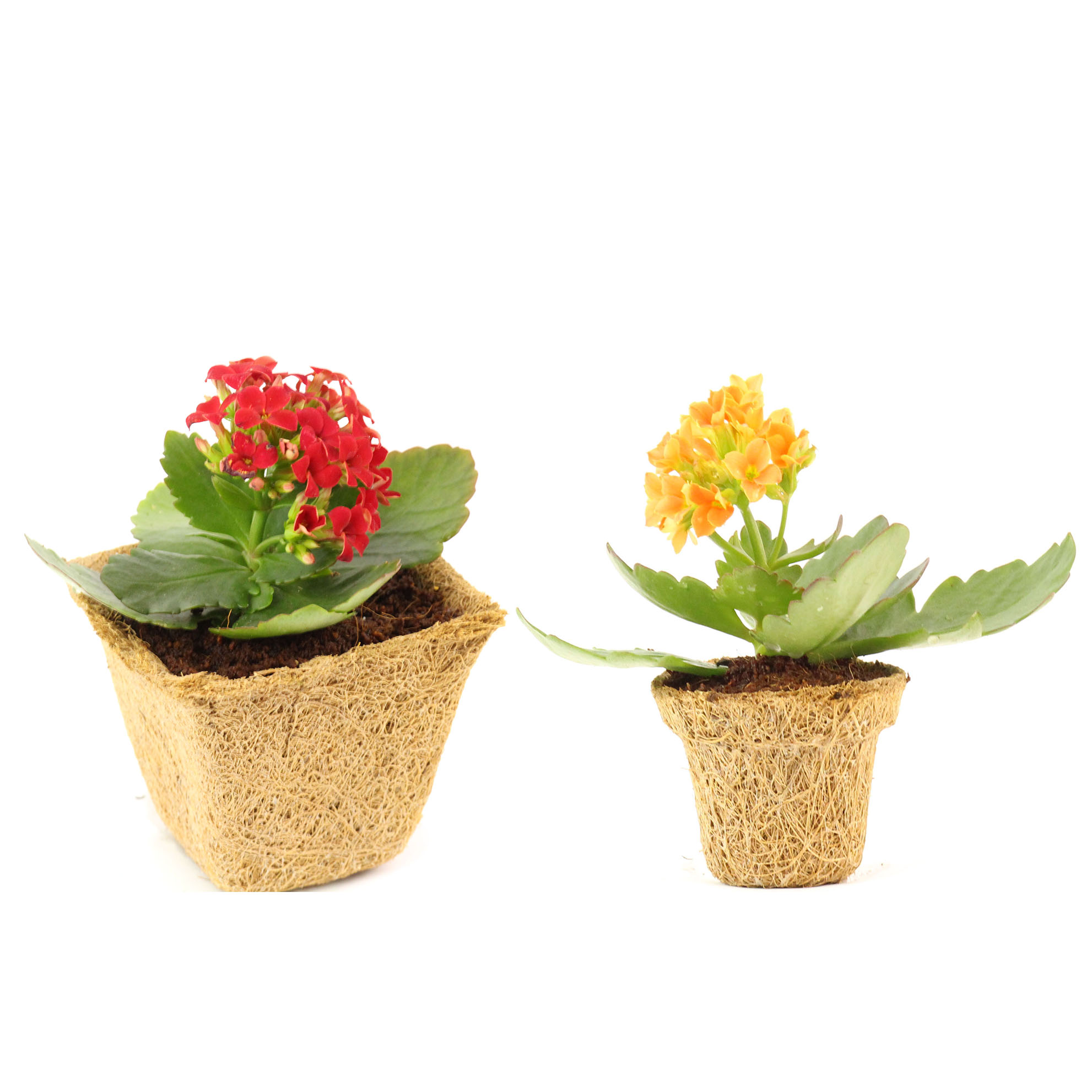 Details about   36 Pack Coco Coir Planter Nursery Pots 2.5" Biodegradable Seedling 36pcs 